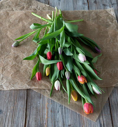 Tulipaner 12 pk. blanda farger